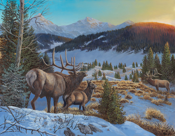 Winter Elk